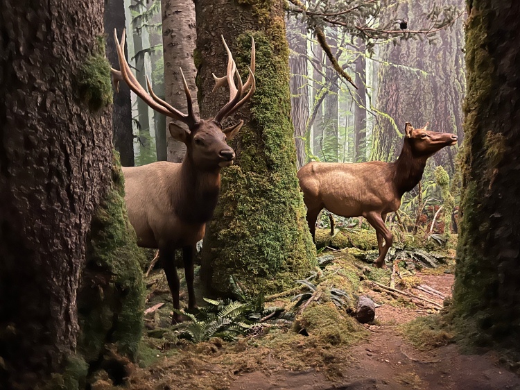 Elk exhibit